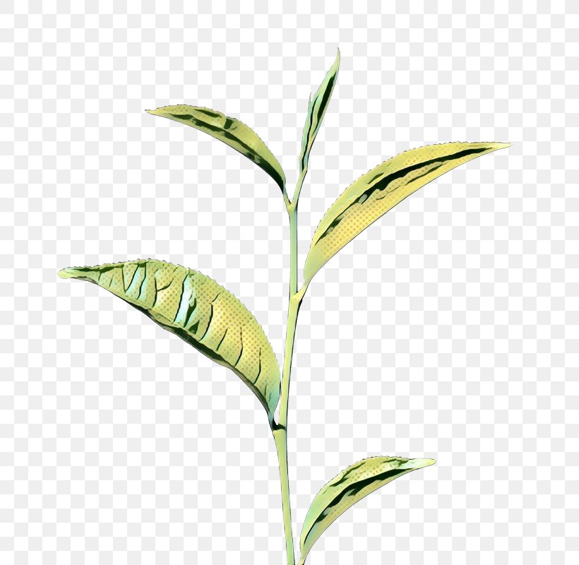 Leaf Plant Stem Commodity Grasses, PNG, 800x800px, Leaf, Botany, Commodity, Flower, Flowering Plant Download Free