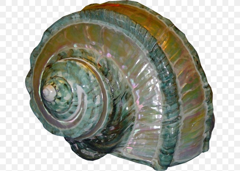Mollusc Shell Nacre Seashell Conchiolin, PNG, 650x583px, Mollusc Shell, Abalone, Bivalvia, Calcium Carbonate, Cephalopod Download Free
