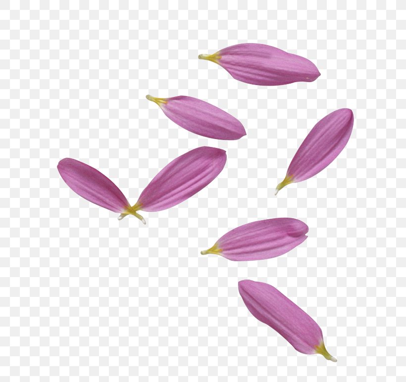 Petal Purple Clip Art, PNG, 686x772px, Petal, Flower, Flowering Plant, Lilac, Purple Download Free
