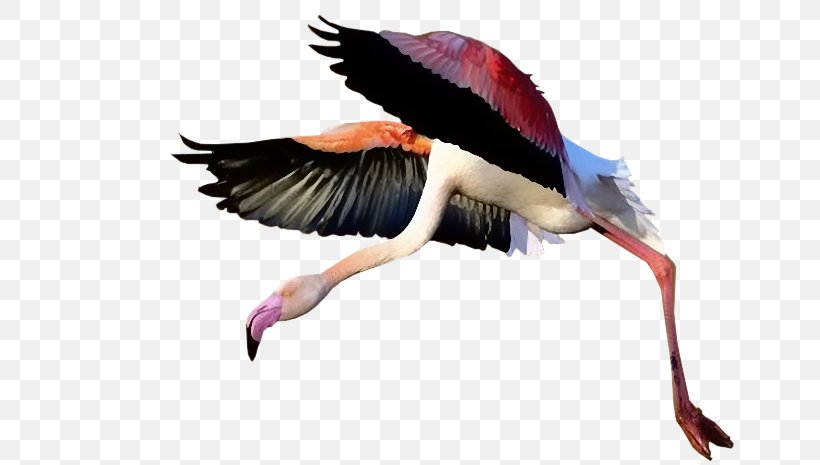 White Stork Bird Beak Ibis Croatia, PNG, 700x465px, White Stork, Animal, Beak, Bird, Ciconiiformes Download Free