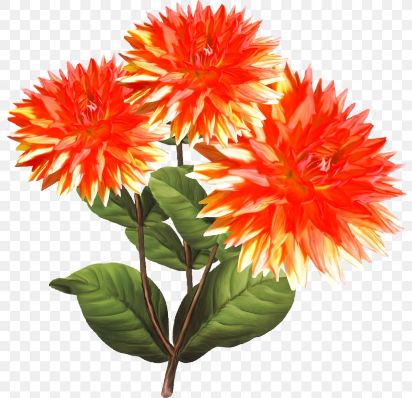 Dahlia Clip Art, PNG, 800x793px, Dahlia, Annual Plant, Carnation, Chrysanths, Cut Flowers Download Free