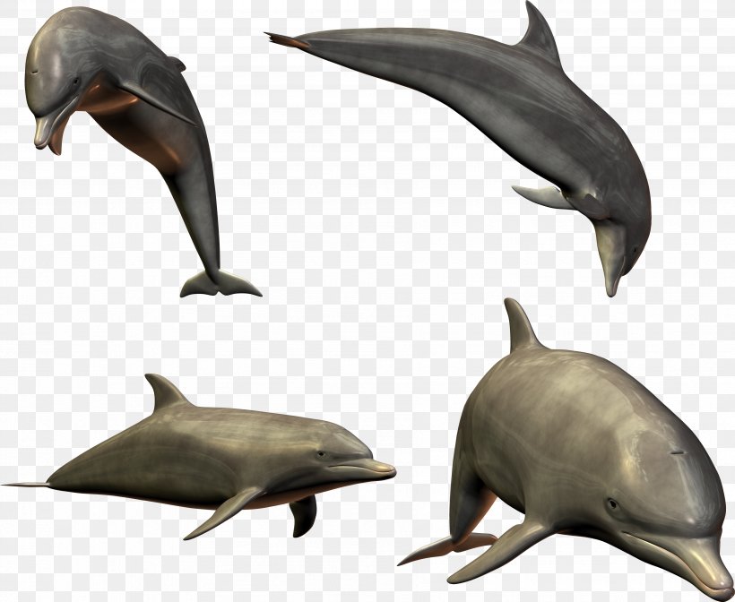 Dolphin Shark, PNG, 3599x2951px, Dolphin, Amazon River Dolphin, Baiji, Beak, Common Bottlenose Dolphin Download Free