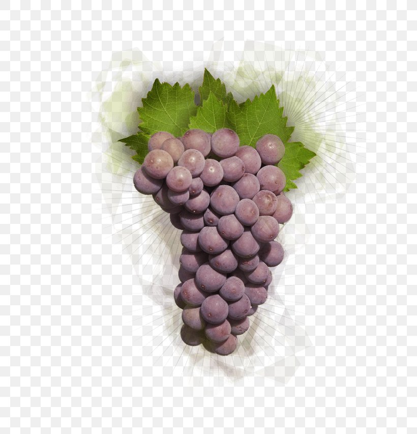 Grapevines Food Lilac Purple, PNG, 663x853px, Grapevines, Food, Fruit, Grape, Grapevine Family Download Free