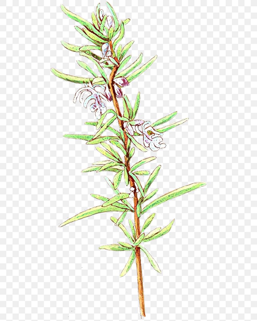 Rosemary, PNG, 509x1024px, Cartoon, American Larch, Flower, Flowering Plant, Herb Download Free