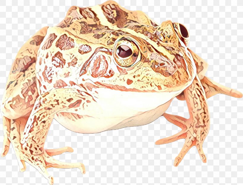 True Frog Amphibians Image, PNG, 2032x1552px, Frog, American Toad, Amphibian, Amphibians, Anaxyrus Download Free