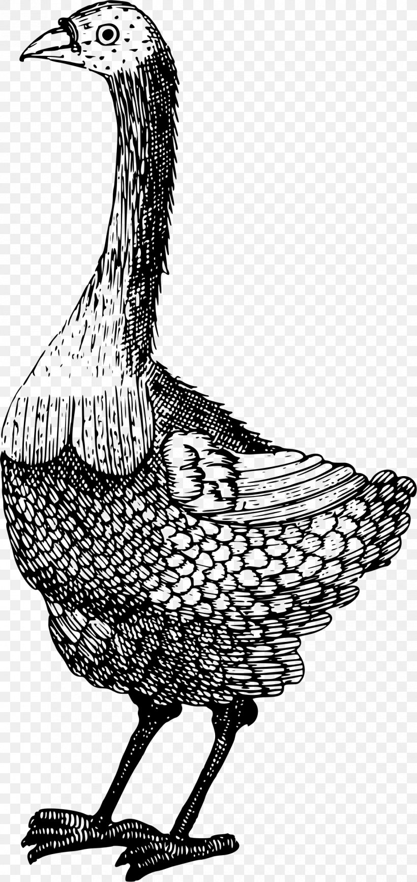 Water Bird Goose Duck, PNG, 1134x2399px, Bird, Anatidae, Animal, Art, Beak Download Free