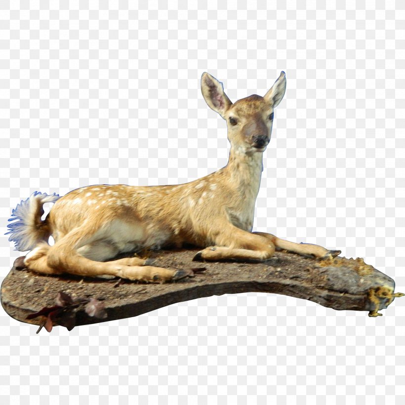 20th Century Deer Taxidermy Ruby Lane Macropodidae, PNG, 2018x2018px, 20th Century, Art, Collectable, Decorative Arts, Deer Download Free