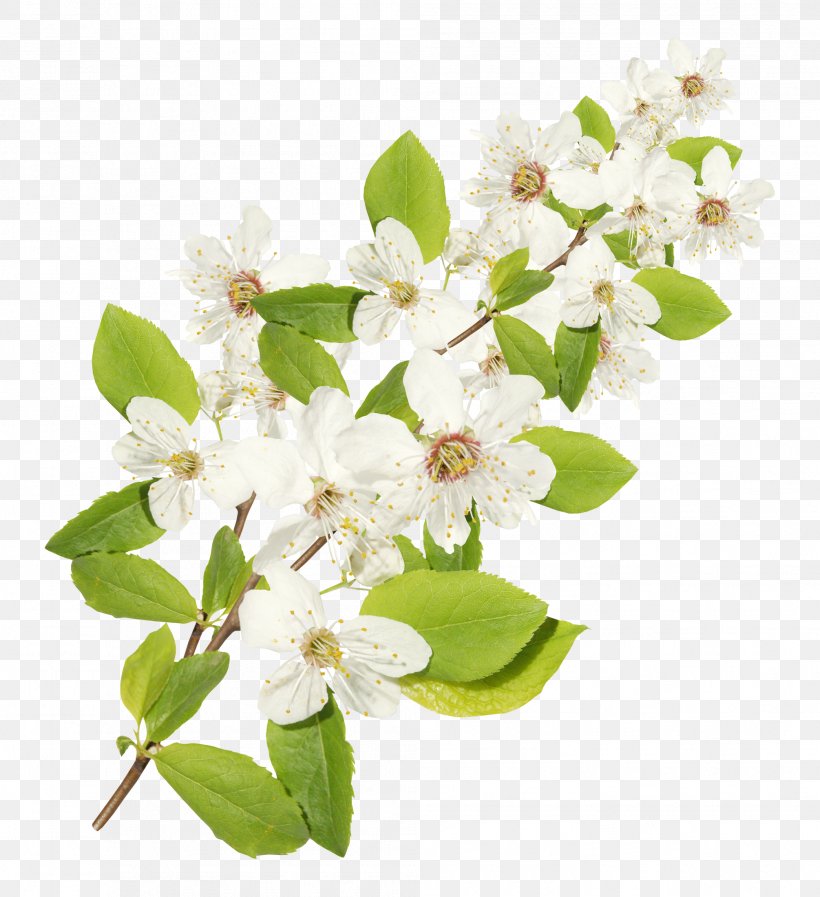 Montale Paris Flower Montal' Abeka, PNG, 2011x2200px, Montale Paris, Abeka, Blossom, Branch, Cut Flowers Download Free