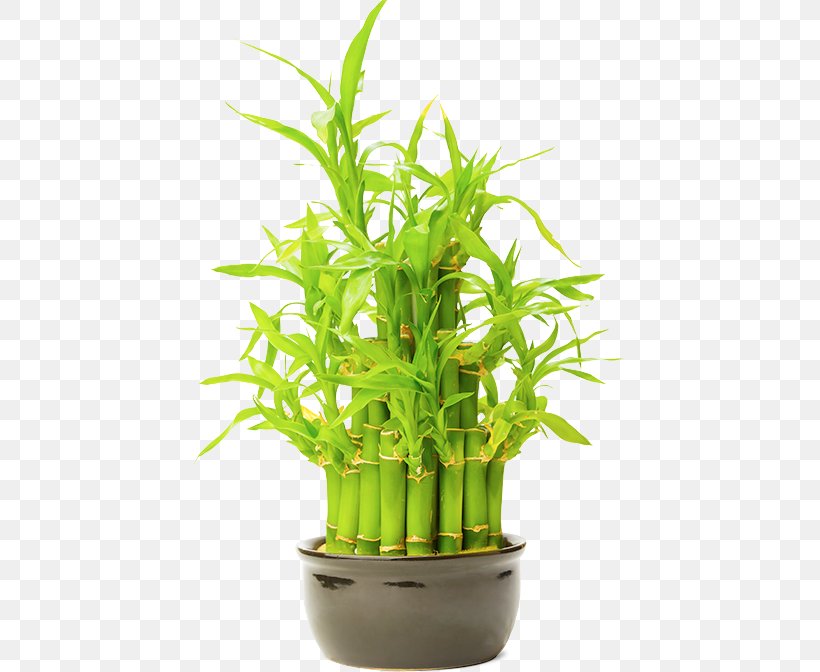 Prince Lobel Tye LLP Lawyer Flowerpot Tropical Woody Bamboos, PNG, 433x672px, Lawyer, Aquarium Decor, Bamboo, Boston, Flowerpot Download Free