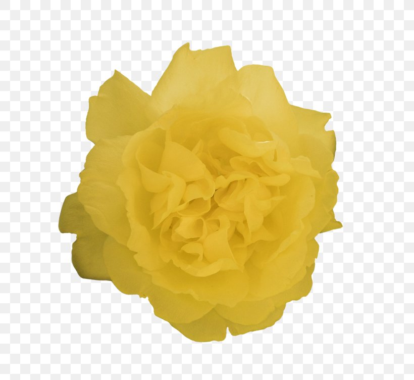 Yellow Cut Flowers, PNG, 739x752px, Yellow, Cut Flowers, Flower, Flowering Plant, Garden Roses Download Free