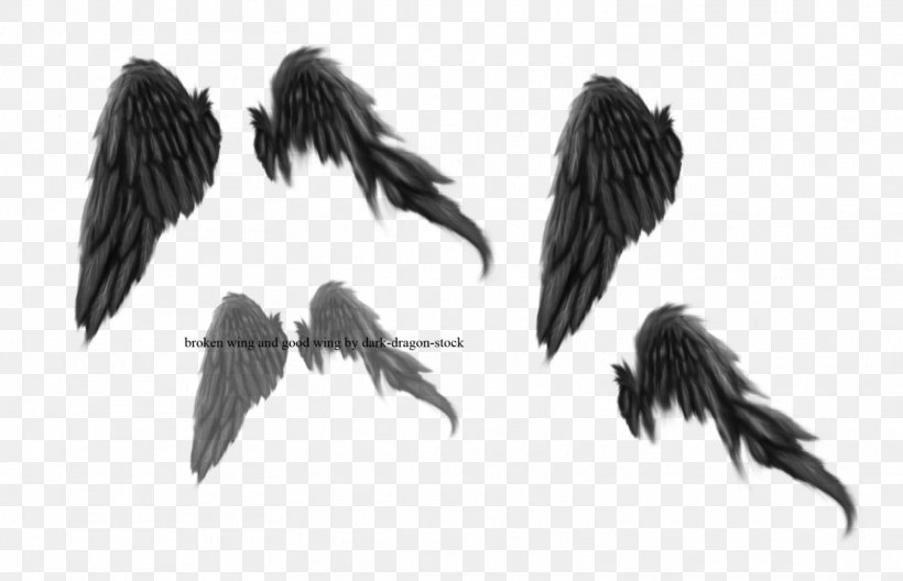 Broken Wings Drawing Brush DeviantArt, PNG, 1566x1009px, Broken Wings, Art, Black And White, Blackbird, Brush Download Free
