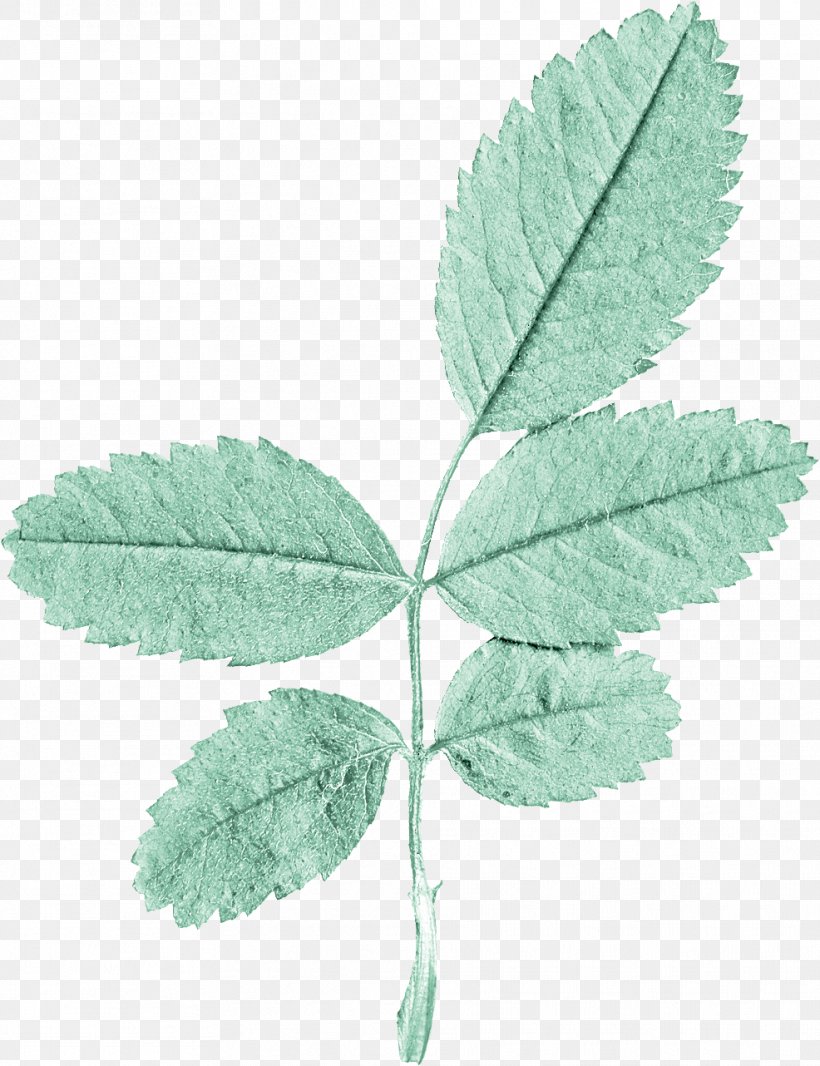 Leaf, PNG, 986x1282px, Leaf, Branch, Graphic Designer, Green, Plant Download Free