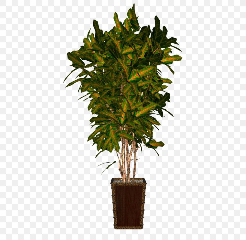 Flowerpot Houseplant, PNG, 445x800px, Flowerpot, Dracaena, Dracaena Fragrans, Dwarf Umbrella Tree, Evergreen Download Free