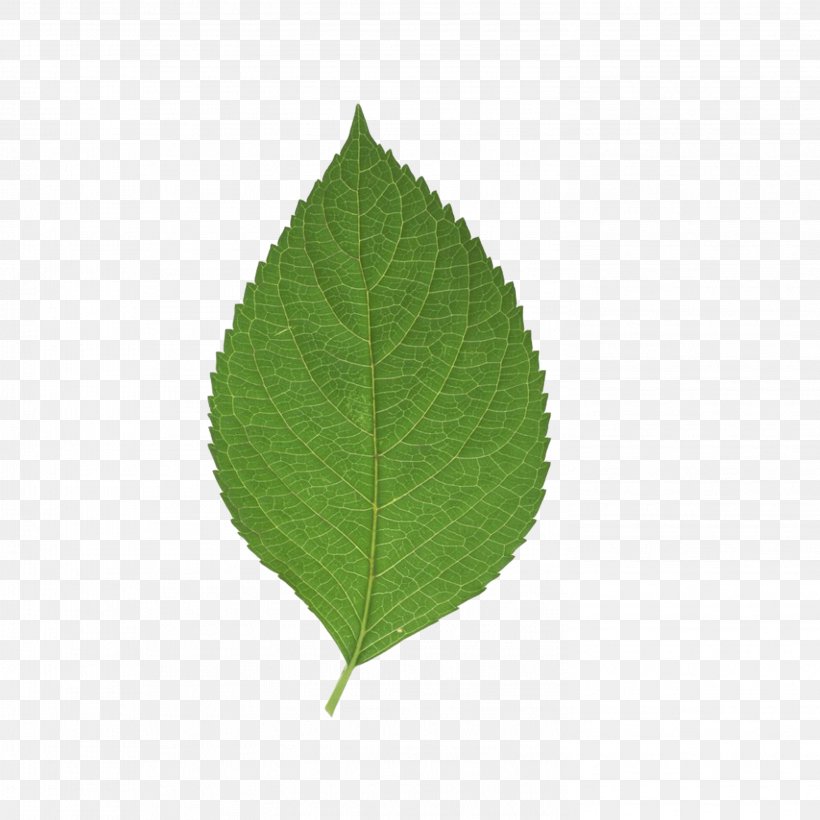 Leaf Green, PNG, 2953x2953px, Leaf, Grass, Green, Plant Download Free