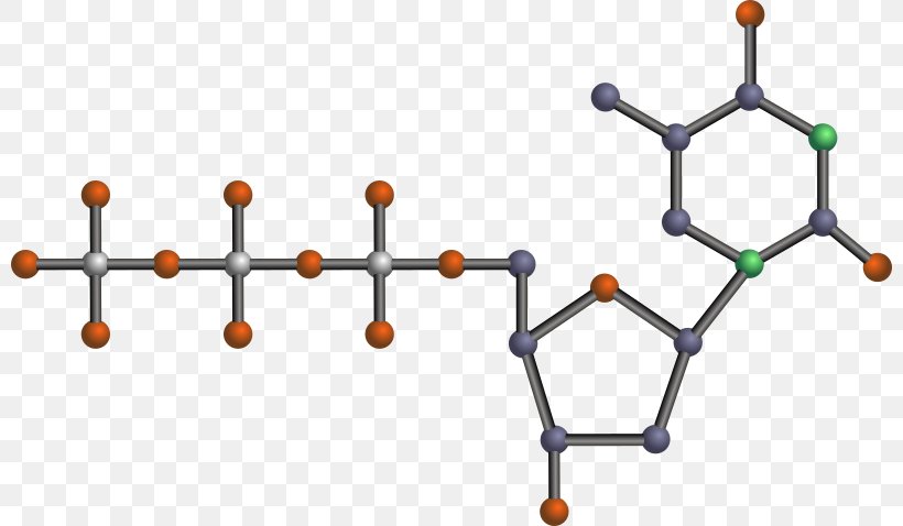 Nucleotide Clip Art Adenosine Triphosphate DNA Vector Graphics, PNG, 800x478px, Nucleotide, Adenosine, Adenosine Triphosphate, Area, Body Jewelry Download Free