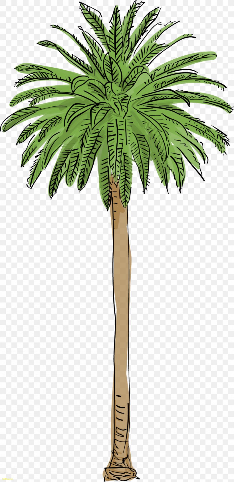 Arecaceae Tree Canary Island Date Palm Mexican Fan Palm, PNG, 1600x3297px, Arecaceae, Arecales, Attalea Speciosa, Babassu, Borassus Flabellifer Download Free