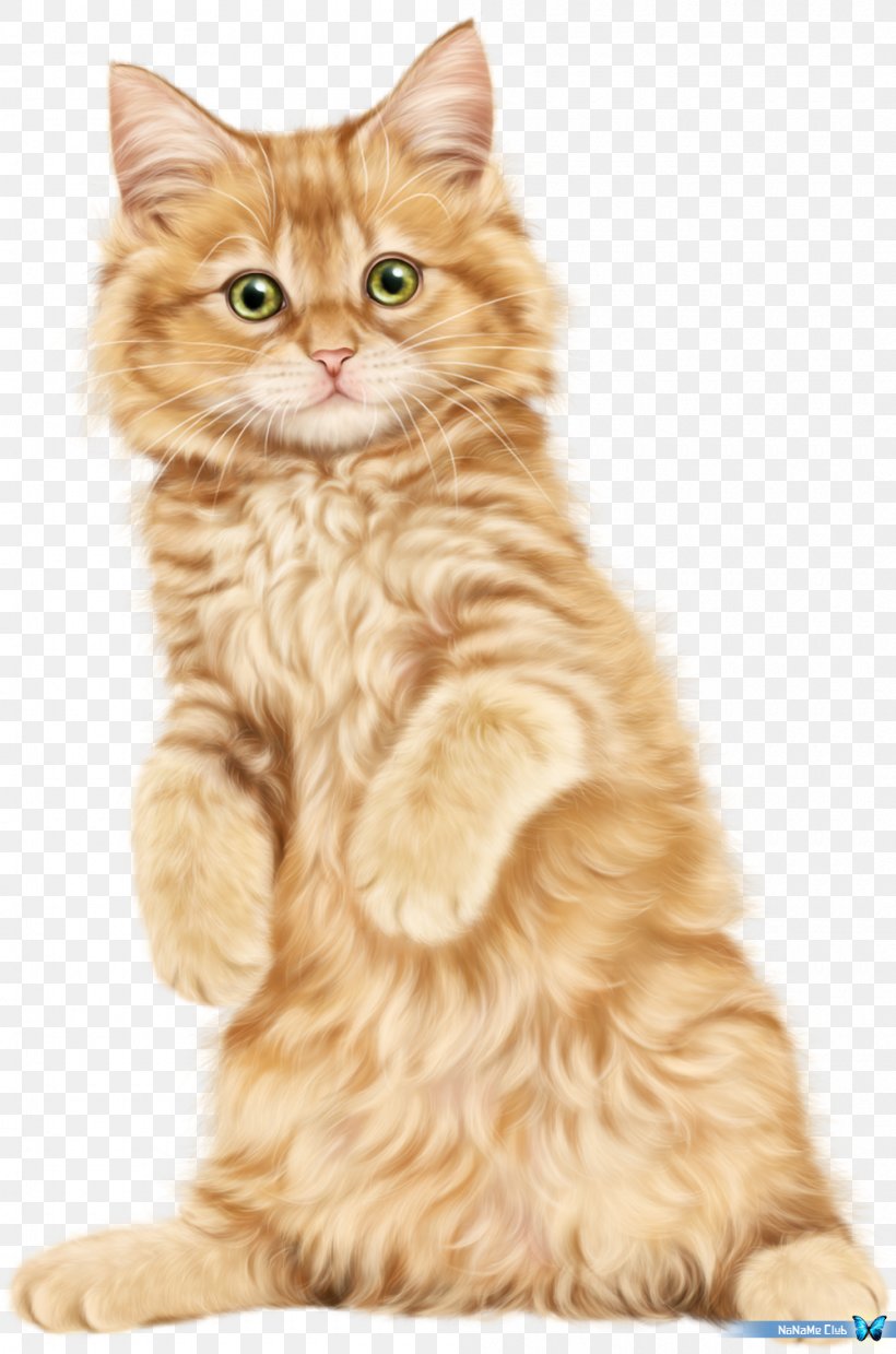 Cat Kitten Clip Art, PNG, 1000x1512px, Cat, American Wirehair, Blog, British Semi Longhair, Carnivoran Download Free