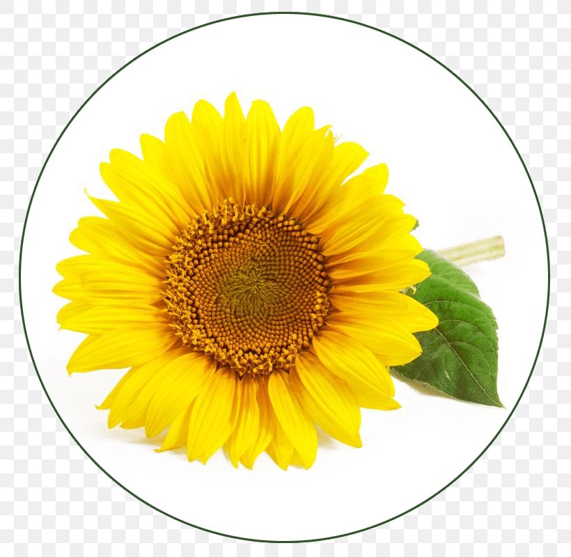Common Sunflower Lotion Sunflower Oil Sunflower Seed, PNG, 800x800px, Common Sunflower, Almond Oil, Asterales, Cut Flowers, Daisy Family Download Free