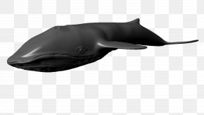 Dolphin - Dolphin Product Design Shark PNG
