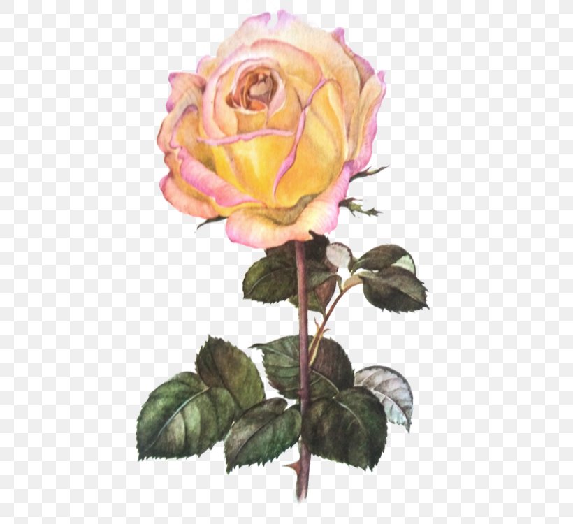 Garden Roses Cabbage Rose Flower Petal, PNG, 466x750px, Garden Roses, Botanical Illustration, Botany, Cabbage Rose, Cut Flowers Download Free
