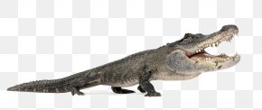 Ferocious Alligator Animal Pictures - Nile Crocodile American Alligator Reptile Alligators PNG
