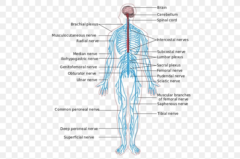 Peripheral Nervous System Central Nervous System Anatomy Human Body, PNG, 512x543px, Watercolor, Cartoon, Flower, Frame, Heart Download Free