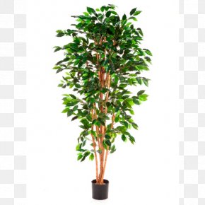 Tree - Weeping Fig Ficus Microcarpa Tree Trunk Rubber Fig PNG