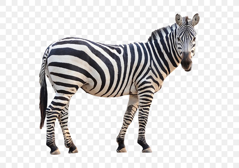 Zebra Stock Photography Vector Graphics Image Royalty-free, PNG, 650x578px, Zebra, Animal Figure, Horse Like Mammal, Mammal, Mountain Zebra Download Free