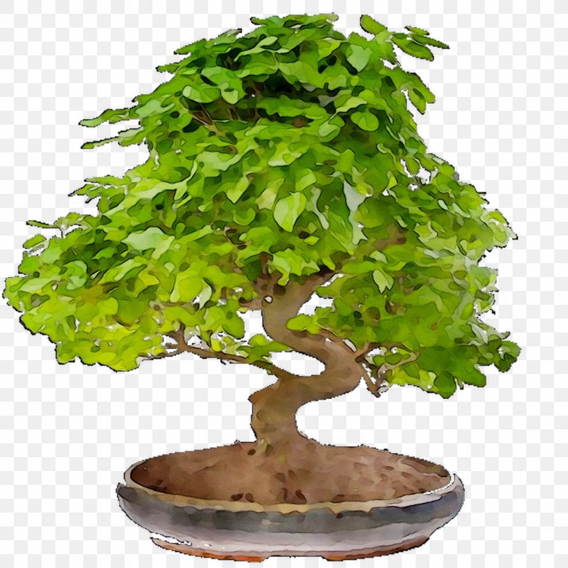 Chinese Sweet Plum Tree, PNG, 1116x1116px, Chinese Sweet Plum, Bonsai, Elm, Flower, Flowering Plant Download Free