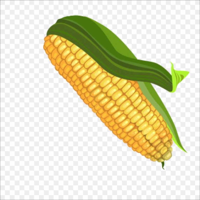 Corn On The Cob Maize Color Palette, PNG, 1773x1773px, Corn On The Cob, Caryopsis, Color, Commodity, Corn Kernel Download Free