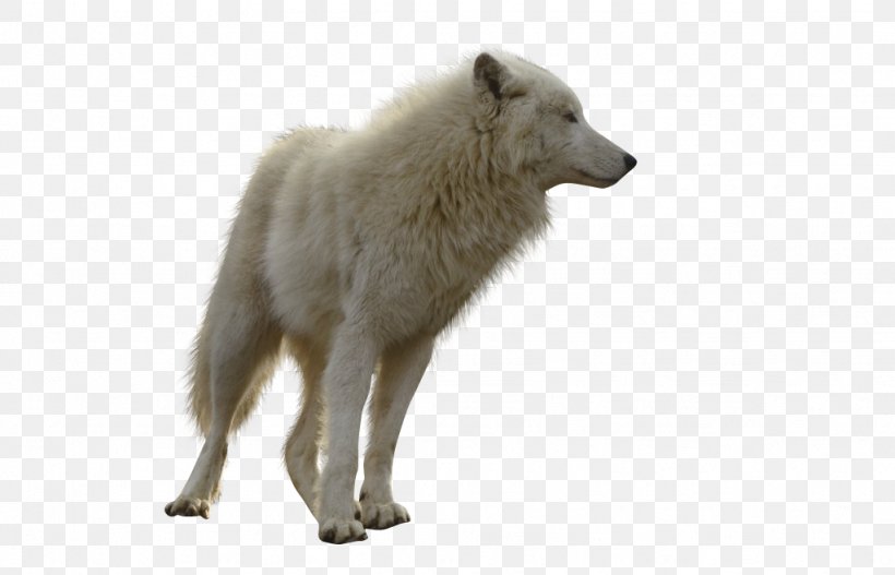 Gray Wolf Clip Art, PNG, 1024x659px, Gray Wolf, Canis Lupus Tundrarum, Dog Like Mammal, Fur, Gimp Download Free