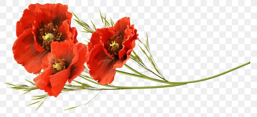 Remembrance Poppy Flower Clip Art, PNG, 800x372px, Poppy, Cut Flowers, Digital Image, Drawing, Flower Download Free