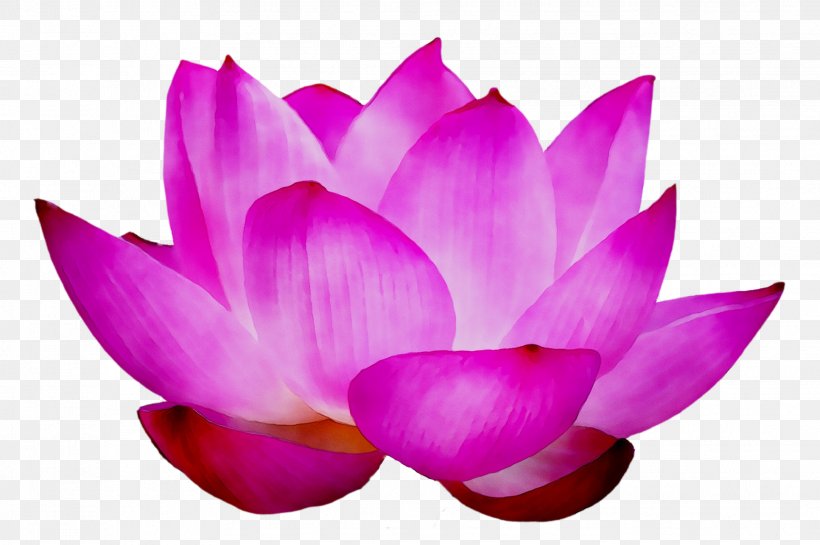 Sacred Lotus Purple, PNG, 1933x1287px, Sacred Lotus, Aquatic Plant, Botany, Crocus, Flower Download Free