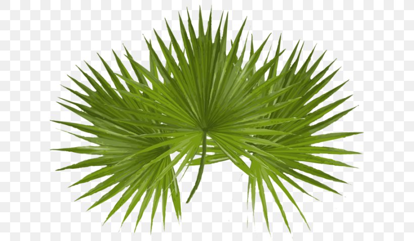Asian Palmyra Palm Arecaceae Palm Sunday Desktop Wallpaper Clip Art, PNG, 640x477px, Asian Palmyra Palm, Arecaceae, Arecales, Borassus Flabellifer, Copyright Download Free