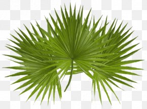 Palm Leave - Asian Palmyra Palm Arecaceae Palm Sunday Desktop Wallpaper Clip Art PNG