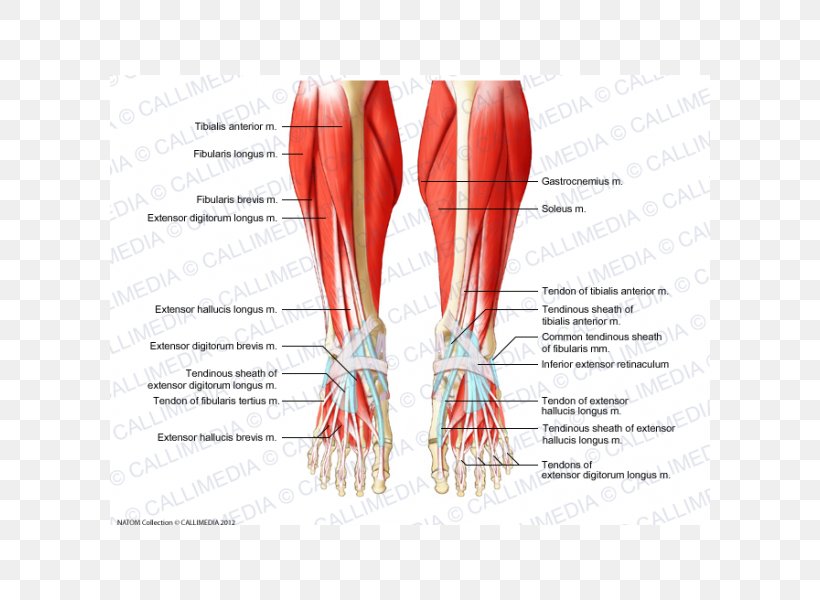 Crus Muscle Muscular System Foot Human Body, PNG, 600x600px, Watercolor, Cartoon, Flower, Frame, Heart Download Free