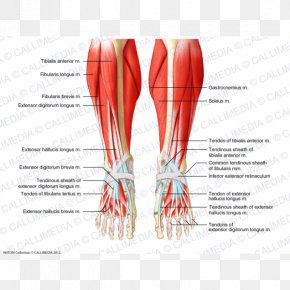 Crus Muscle Muscular System Foot Human Body PNG