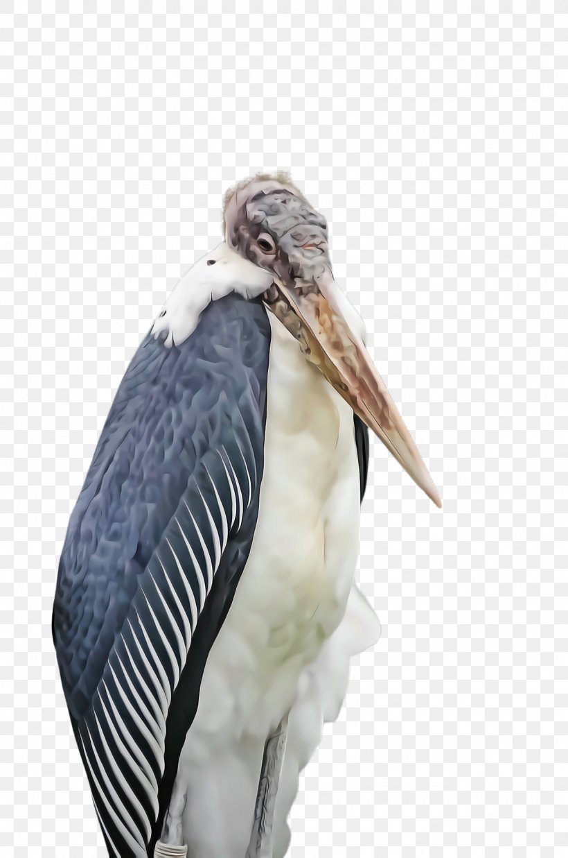 Feather, PNG, 1628x2456px, Marabou Stork, Beak, Bird, Ciconiiformes, Feather Download Free