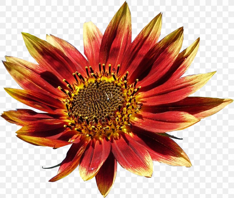 Flower Petal Color Clip Art, PNG, 1200x1017px, Flower, Annual Plant, Blanket Flowers, Chrysanths, Color Download Free