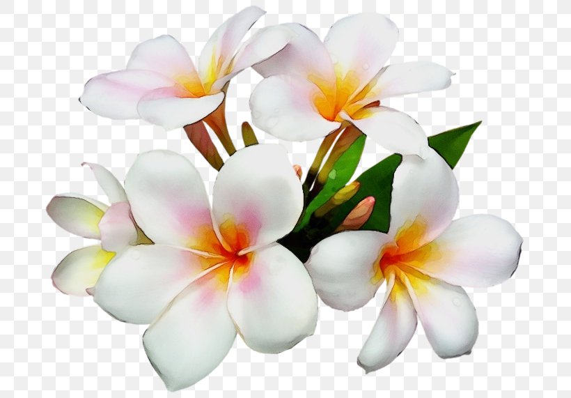 Flower Petal Frangipani Plant Flowering Plant, PNG, 700x571px, Watercolor, Flower, Flowering Plant, Frangipani, Paint Download Free