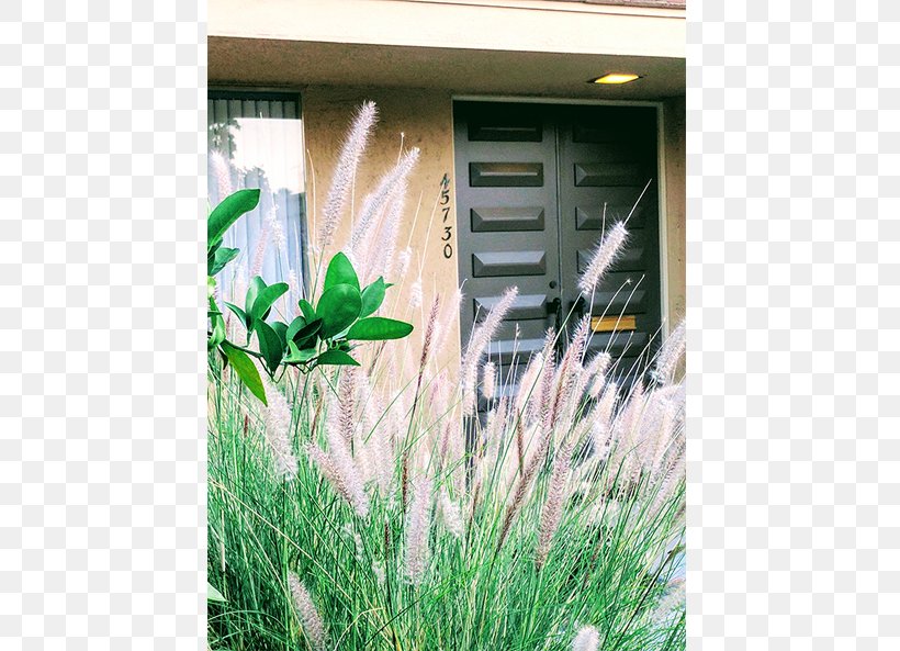 Window Ecosystem Grasses Lavender Family, PNG, 791x593px, Window, Ecosystem, Family, Flora, Flower Download Free
