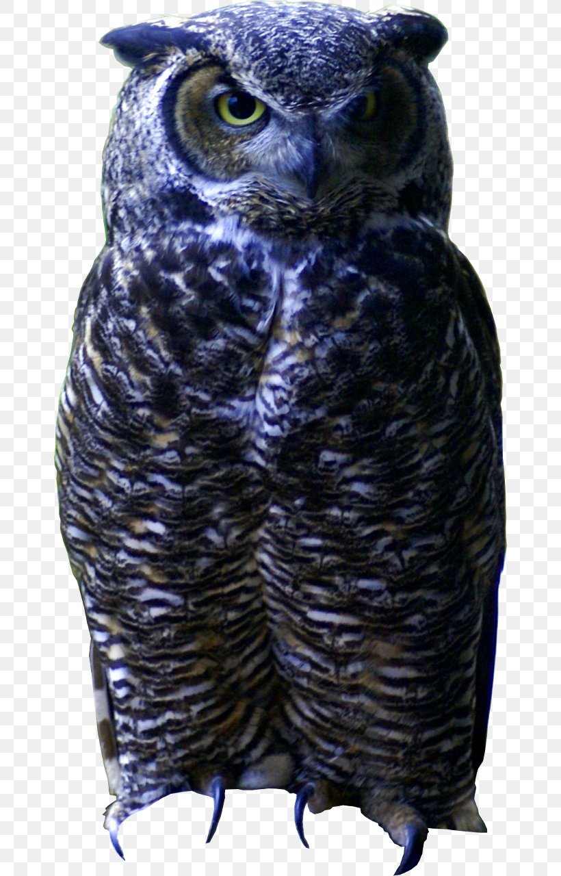 Great Grey Owl Beak Feather, PNG, 662x1280px, Great Grey Owl, Beak, Bird, Bird Of Prey, Feather Download Free