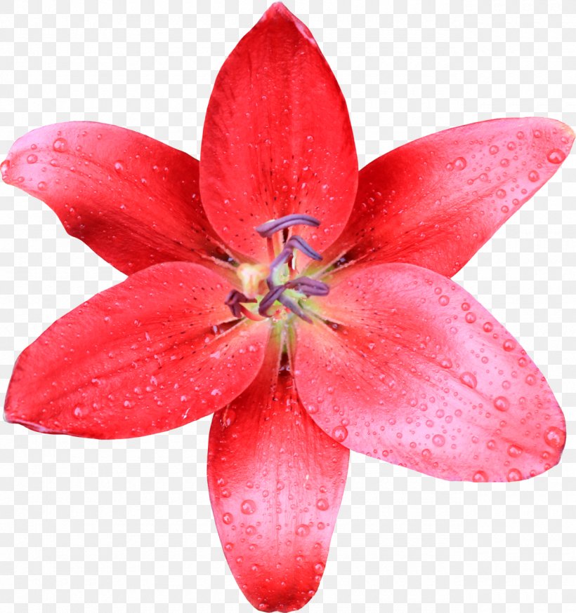 Lilium Desktop Wallpaper Flower, PNG, 1280x1365px, Lilium, Author, Evangeline Lilly, Flora, Flower Download Free
