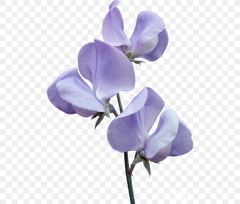 Broad-leaved Sweet Pea Flower Violet, PNG, 500x696px, Sweet Pea, Blue, Cut Flowers, Edible Flower, Everlasting Sweet Pea Download Free