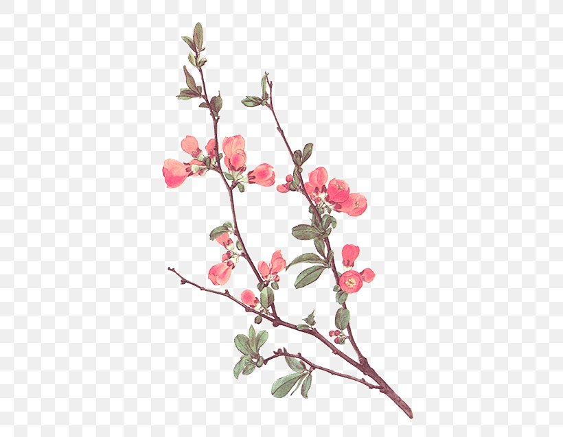 Dausien's Grosses Buch Der Bäume Und Sträucher DeviantArt Flower, PNG, 400x637px, Art, Blossom, Branch, Bud, Cherry Blossom Download Free