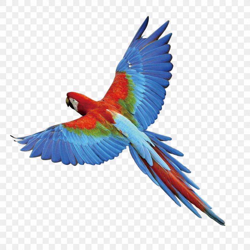 Parrot Bird, PNG, 1800x1800px, Parrot, Beak, Bird, Bird Flight, Common Pet Parakeet Download Free