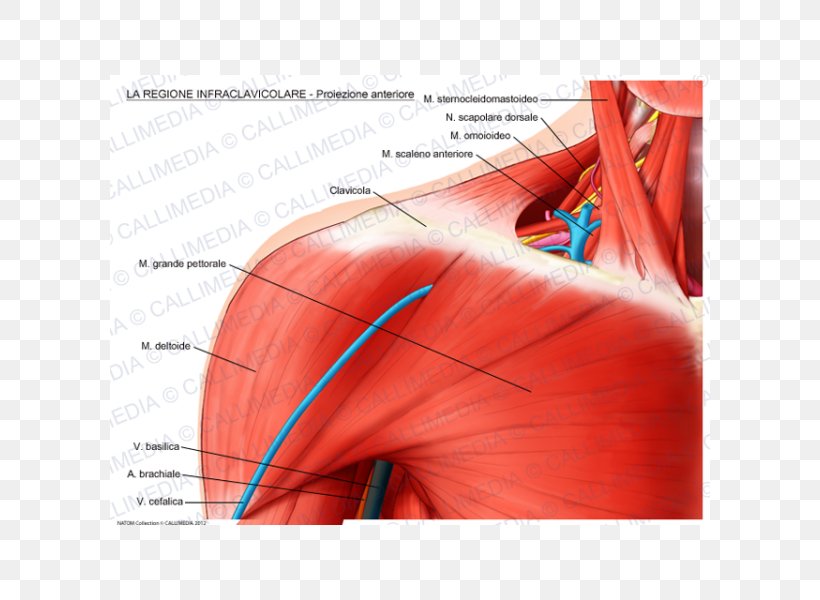 Shoulder Supraclavicular Fossa Infraclavicular Fossa Anatomy Brachial Plexus, PNG, 600x600px, Watercolor, Cartoon, Flower, Frame, Heart Download Free