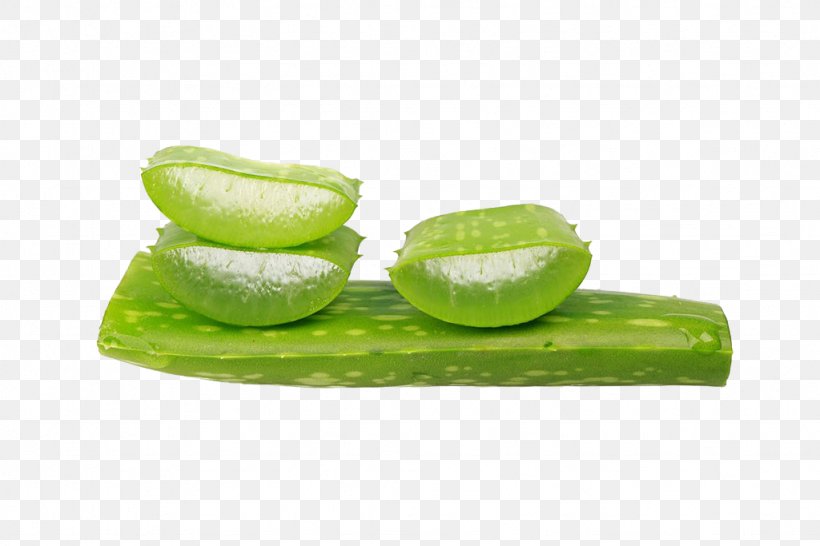 Aloe Vera Stock Photography Gel, PNG, 1024x683px, Aloe Vera, Aloe, Cucumber, Gel, Google Images Download Free