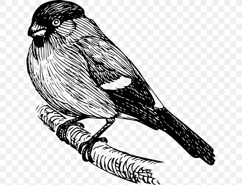 Bird Drawing Eurasian Bullfinch Clip Art, PNG, 640x625px, Bird, Art, Beak, Bird Of Prey, Black And White Download Free