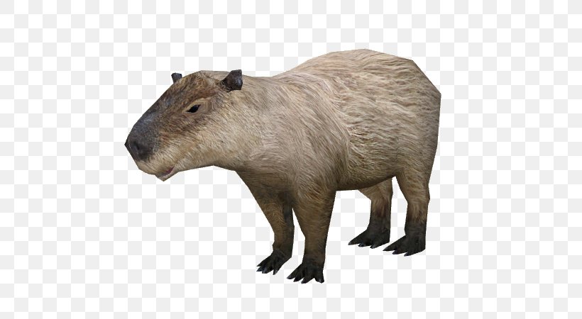 Capybara Rodent Rat Wikia, PNG, 600x450px, Capybara, Animal, Beaver, Fauna, Mammal Download Free